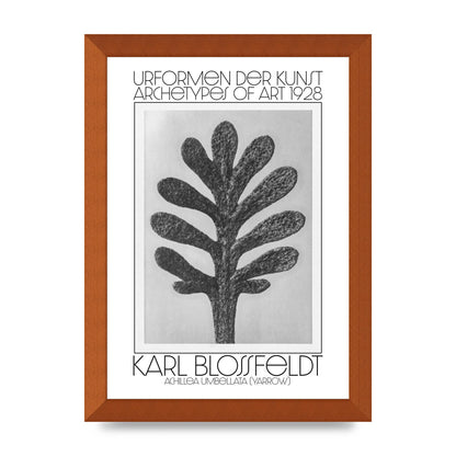 Karl Blossfeldt Urformen Der Kunst 1928 Achillea Umbellata Yarrow Art For The Home - A4 framed