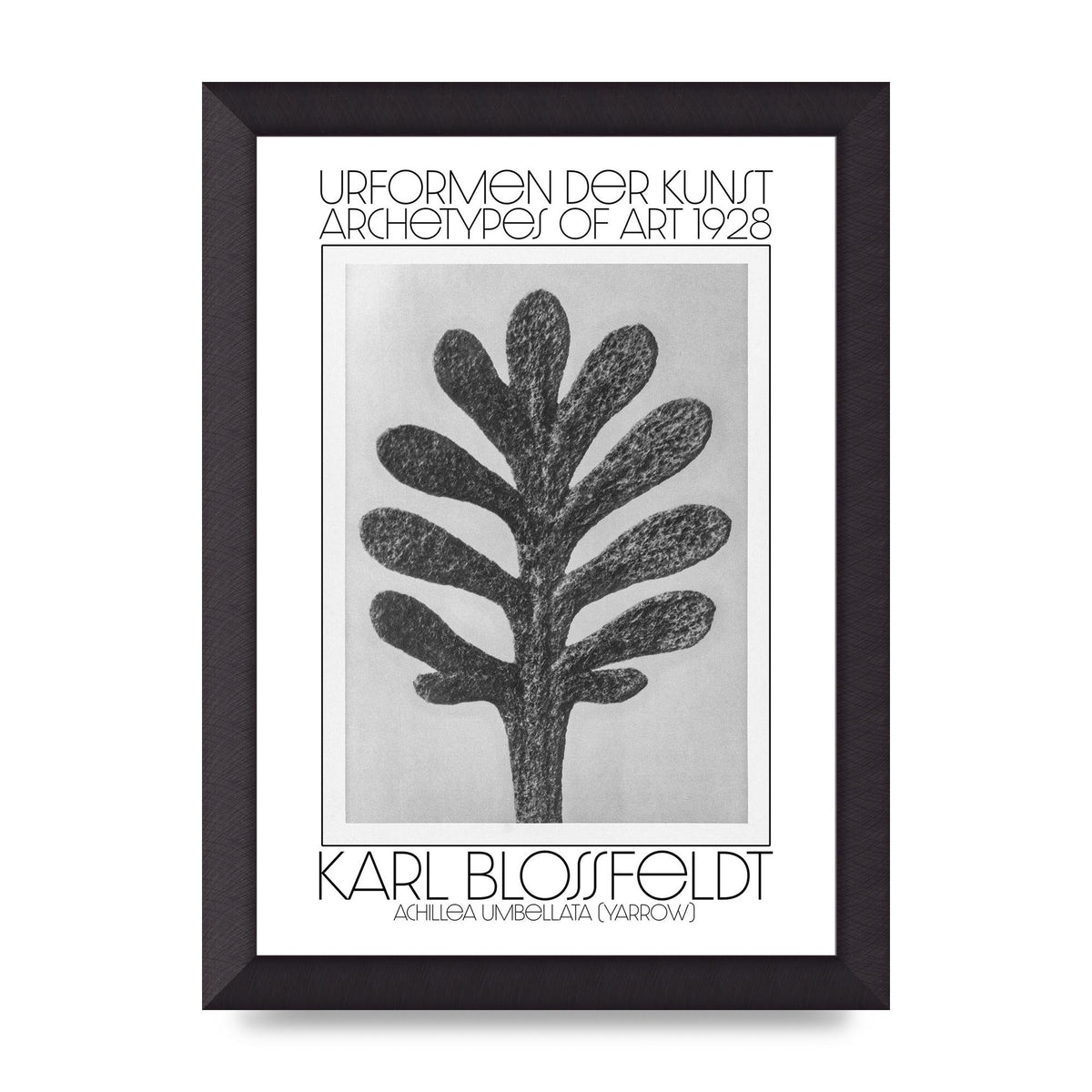 Karl Blossfeldt Urformen Der Kunst 1928 Achillea Umbellata Yarrow Art For The Home - A4 framed