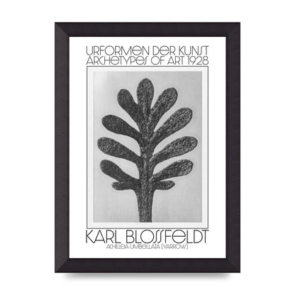 Karl Blossfeldt Urformen Der Kunst 1928 Achillea Umbellata Yarrow Art For The Home - A4 framed