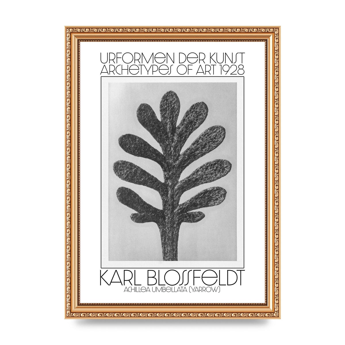 Karl Blossfeldt Urformen Der Kunst 1928 Achillea Umbellata Yarrow Art For The Home - A4 framed