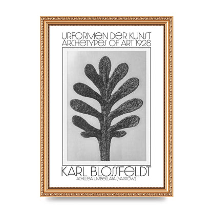 Karl Blossfeldt Urformen Der Kunst 1928 Achillea Umbellata Yarrow Art For The Home - A4 framed