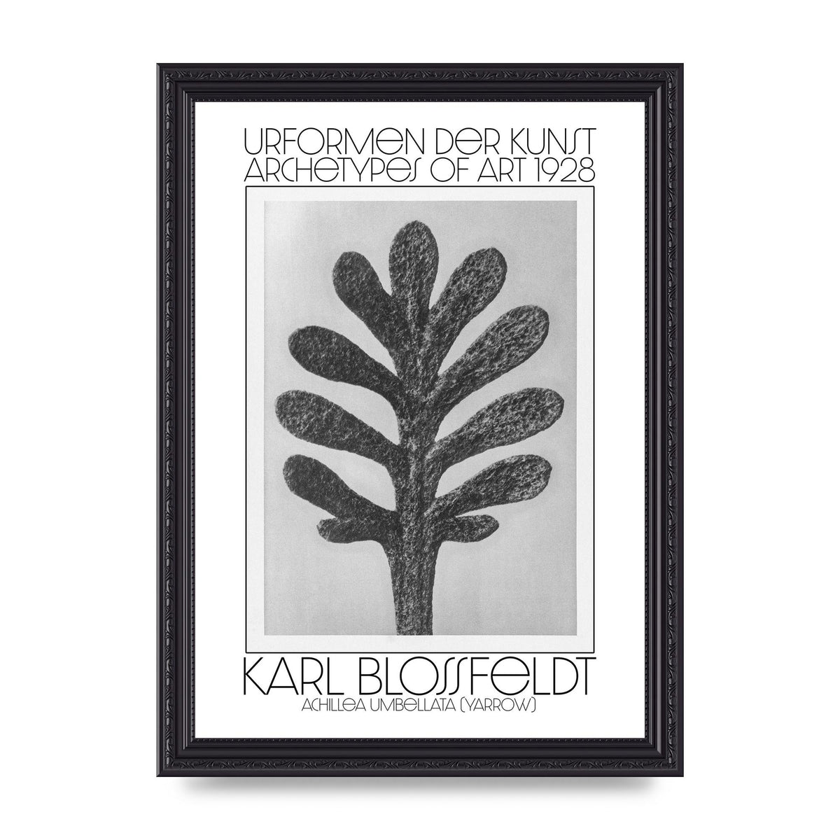 Karl Blossfeldt Urformen Der Kunst 1928 Achillea Umbellata Yarrow Art For The Home - A4 framed