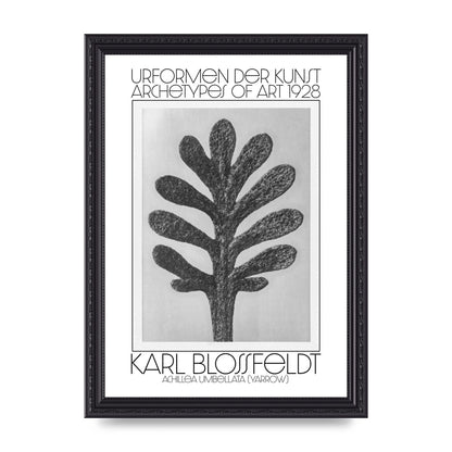 Karl Blossfeldt Urformen Der Kunst 1928 Achillea Umbellata Yarrow Art For The Home - A4 framed