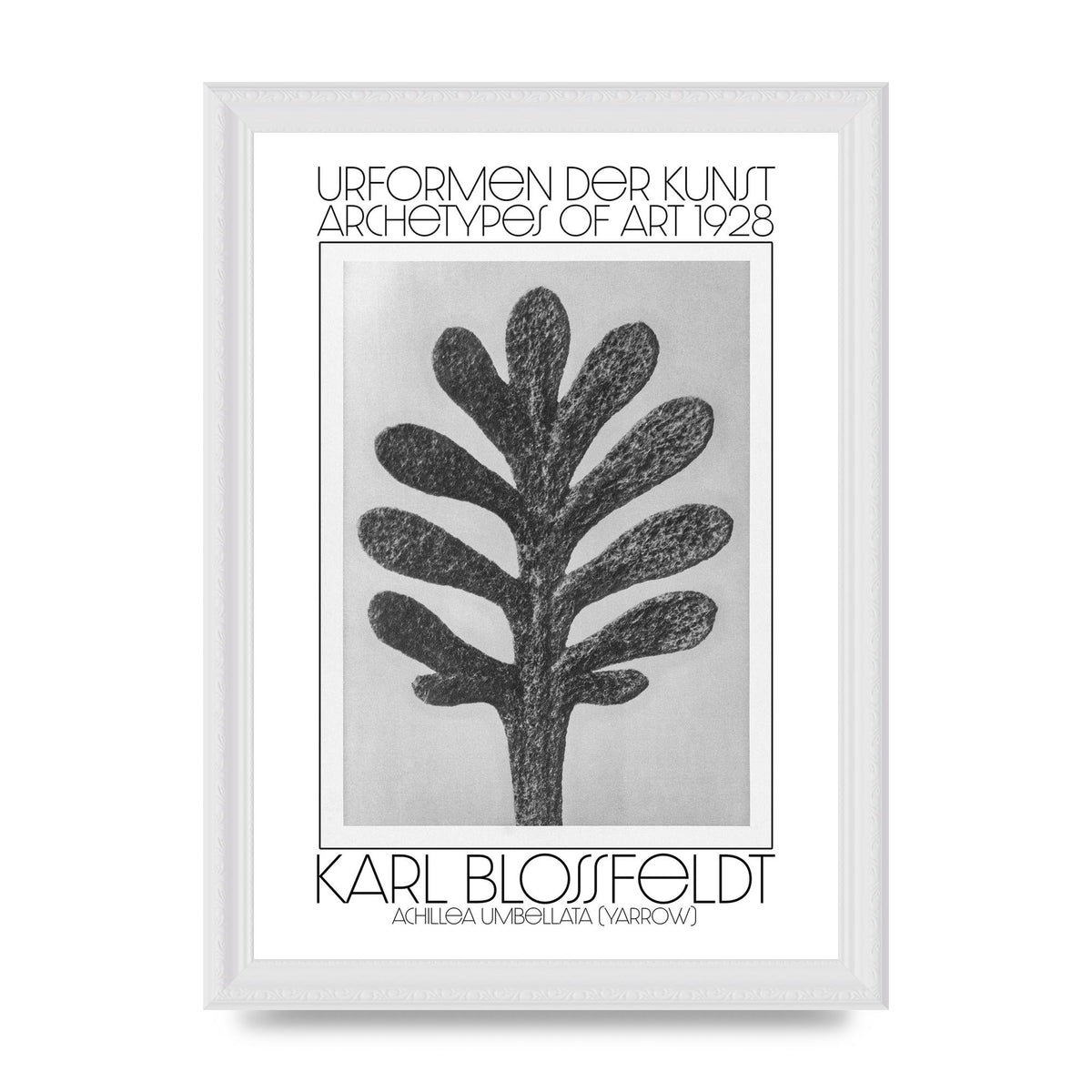 Karl Blossfeldt Urformen Der Kunst 1928 Achillea Umbellata Yarrow Art For The Home - A4 framed
