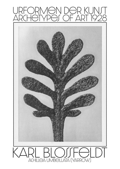 Karl Blossfeldt Urformen Der Kunst 1928 Achillea Umbellata Yarrow Art For The Home - detail
