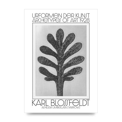 Karl Blossfeldt Urformen Der Kunst 1928 Achillea Umbellata Yarrow Art For The Home - unframed print