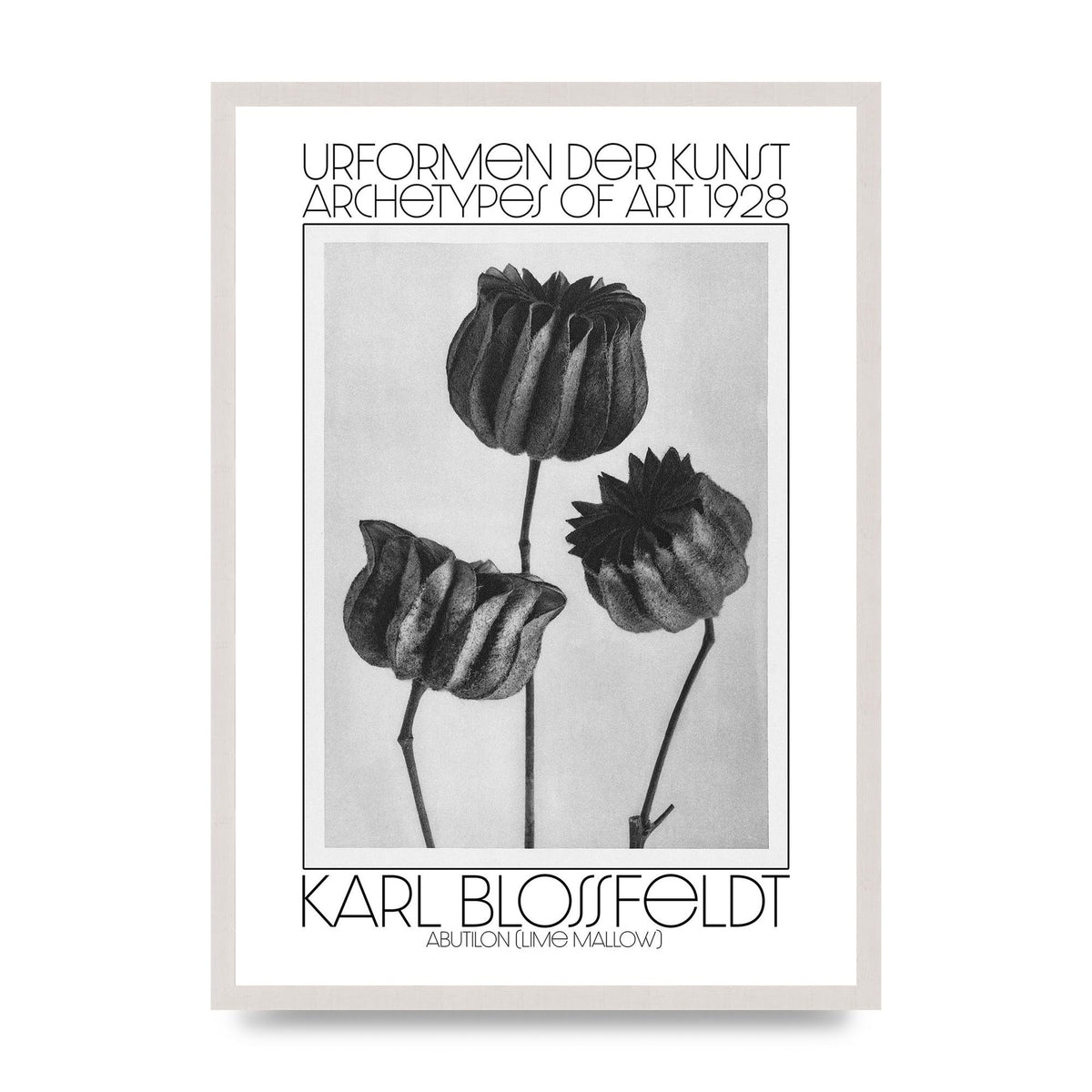 Karl Blossfeldt Urformen Der Kunst 1928 Abutilon Lime Mallow Printed Poster - A2 framed