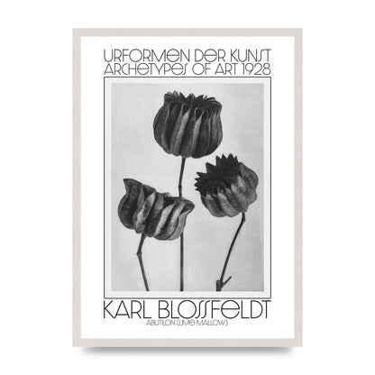 Karl Blossfeldt Urformen Der Kunst 1928 Abutilon Lime Mallow Printed Poster - A2 framed