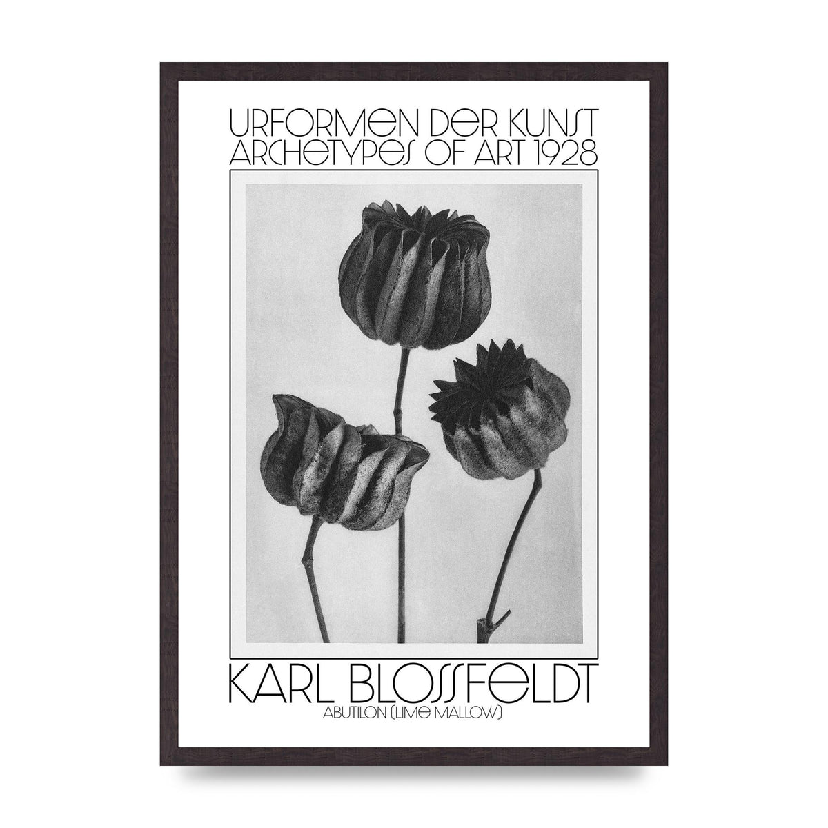 Karl Blossfeldt Urformen Der Kunst 1928 Abutilon Lime Mallow Printed Poster - A2 framed