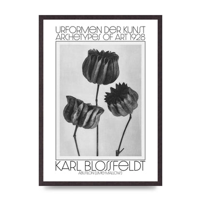 Karl Blossfeldt Urformen Der Kunst 1928 Abutilon Lime Mallow Printed Poster - A2 framed