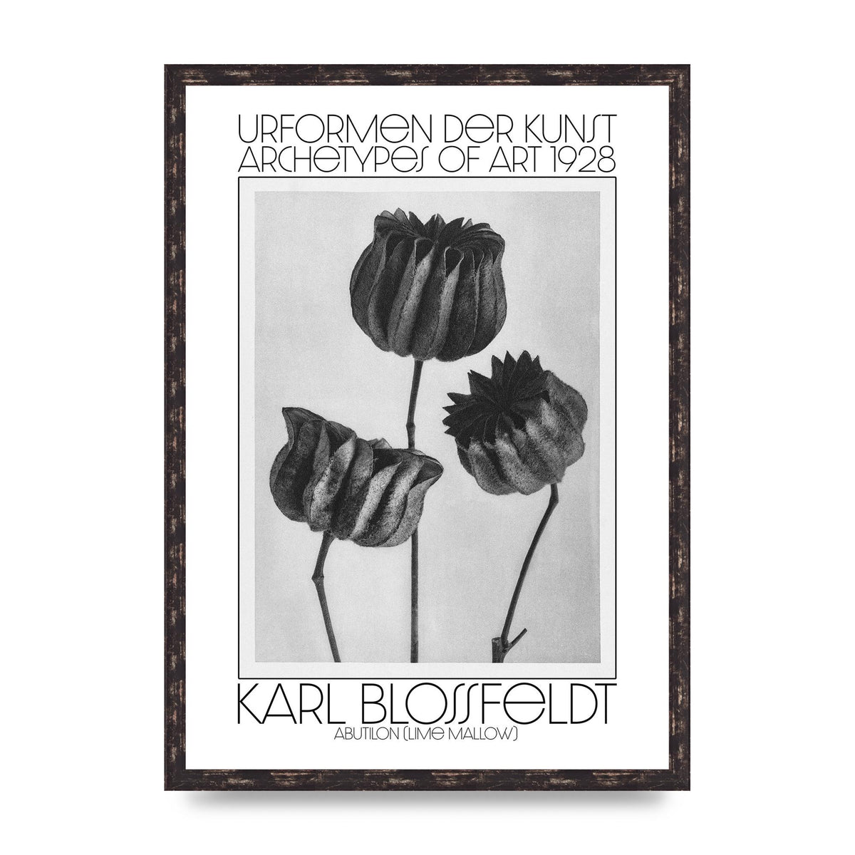 Karl Blossfeldt Urformen Der Kunst 1928 Abutilon Lime Mallow Printed Poster - A2 framed