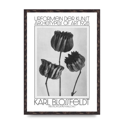 Karl Blossfeldt Urformen Der Kunst 1928 Abutilon Lime Mallow Printed Poster - A2 framed