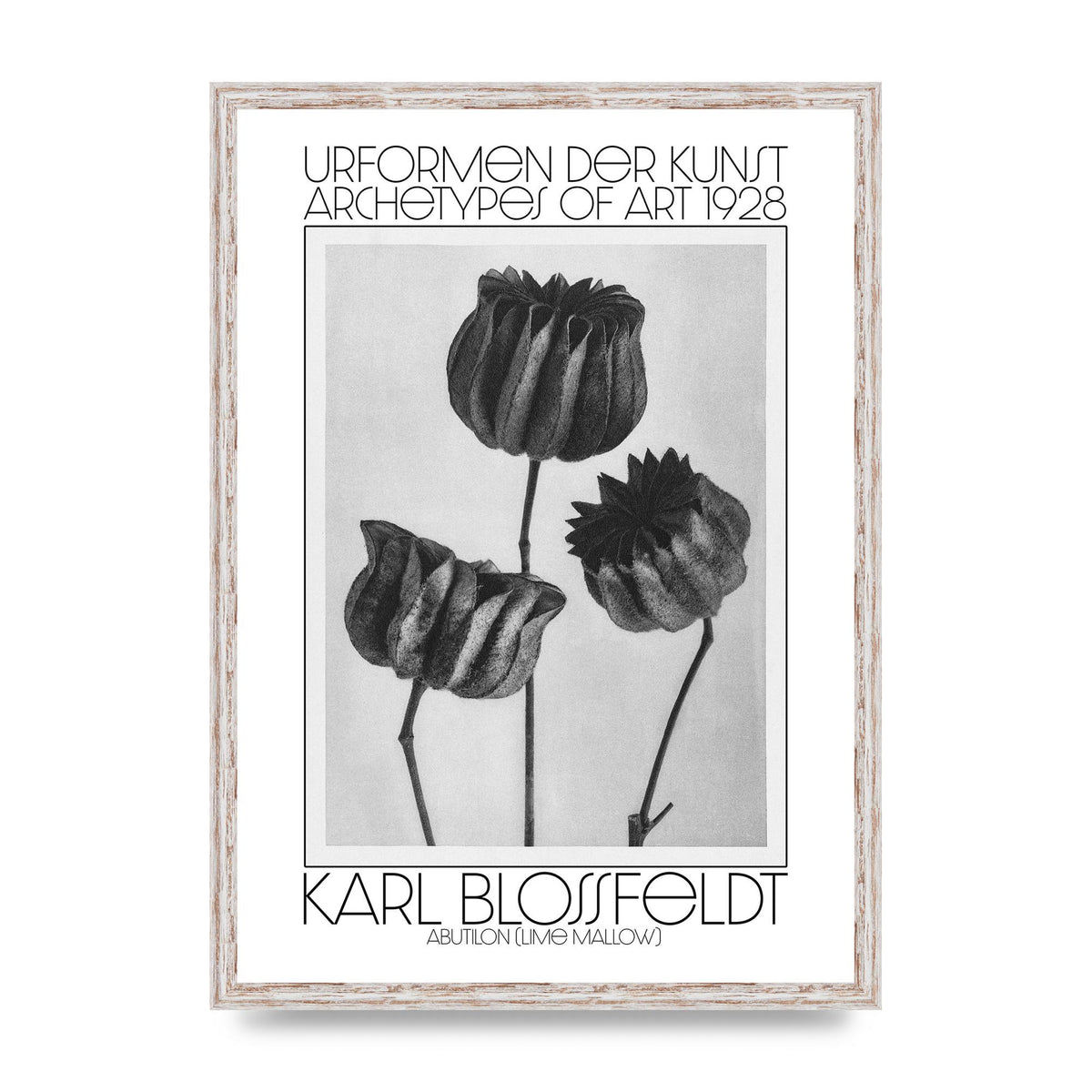 Karl Blossfeldt Urformen Der Kunst 1928 Abutilon Lime Mallow Printed Poster - A2 framed