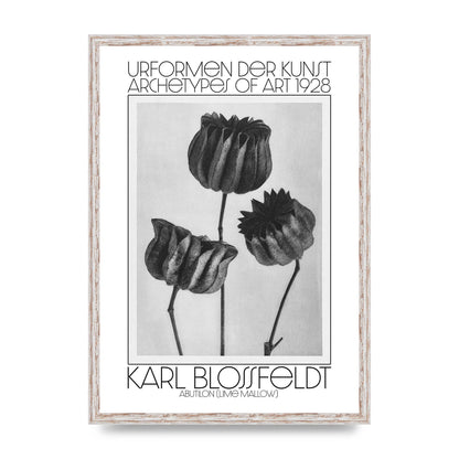 Karl Blossfeldt Urformen Der Kunst 1928 Abutilon Lime Mallow Printed Poster - A2 framed