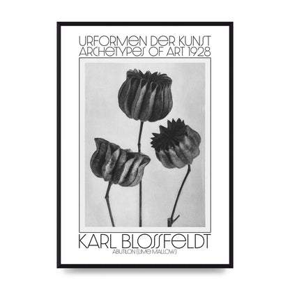 Karl Blossfeldt Urformen Der Kunst 1928 Abutilon Lime Mallow Printed Poster - A2 framed