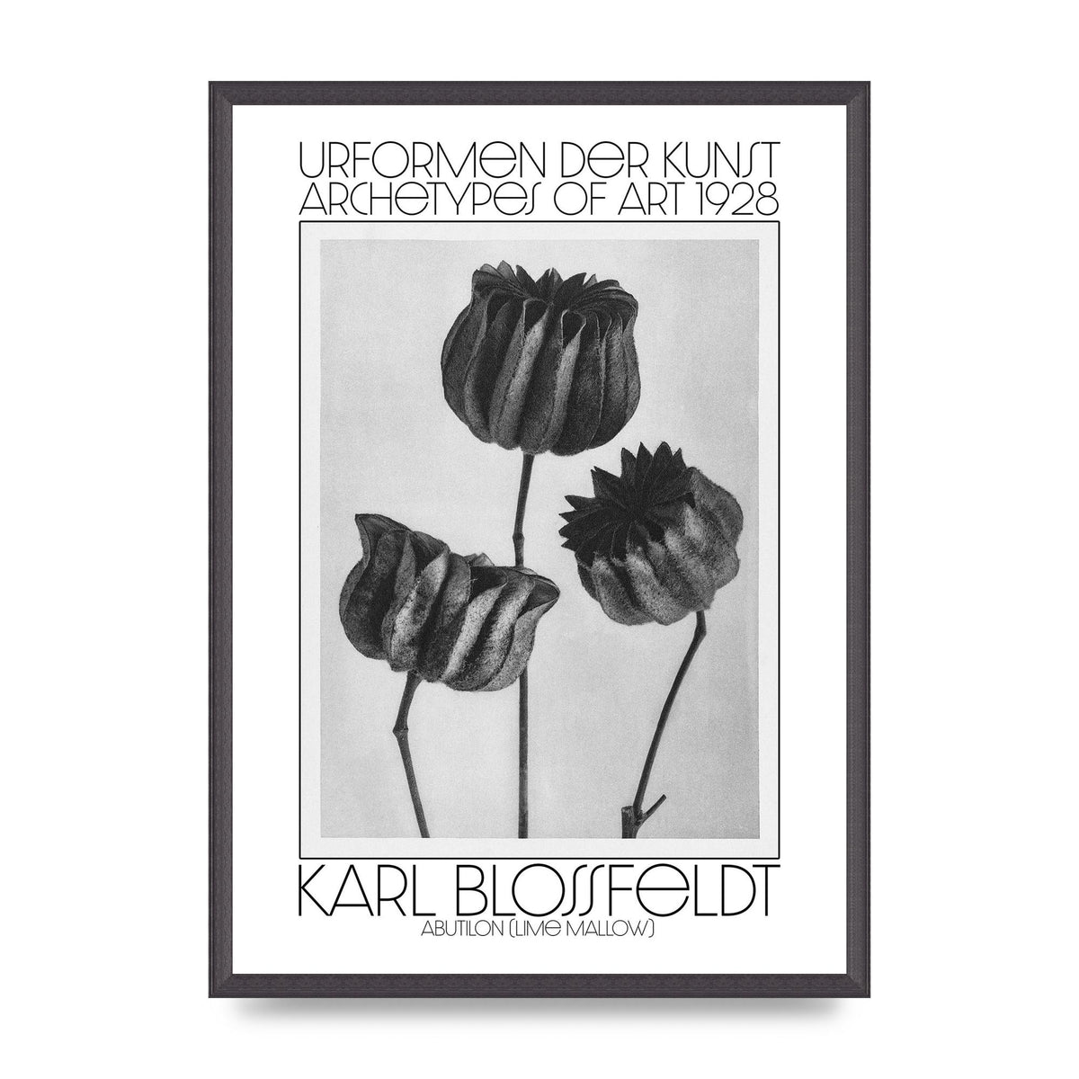 Karl Blossfeldt Urformen Der Kunst 1928 Abutilon Lime Mallow Printed Poster - A2 framed