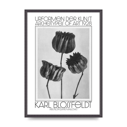 Karl Blossfeldt Urformen Der Kunst 1928 Abutilon Lime Mallow Printed Poster - A2 framed