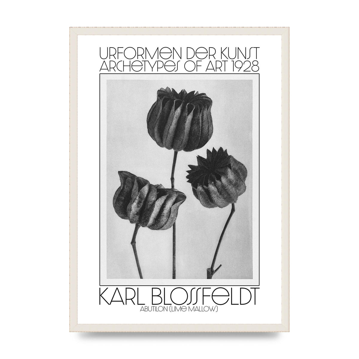 Karl Blossfeldt Urformen Der Kunst 1928 Abutilon Lime Mallow Printed Poster - A2 framed
