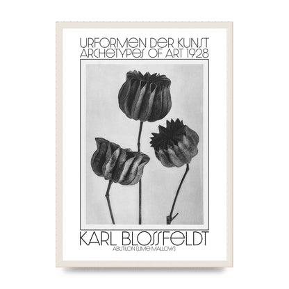 Karl Blossfeldt Urformen Der Kunst 1928 Abutilon Lime Mallow Printed Poster - A2 framed