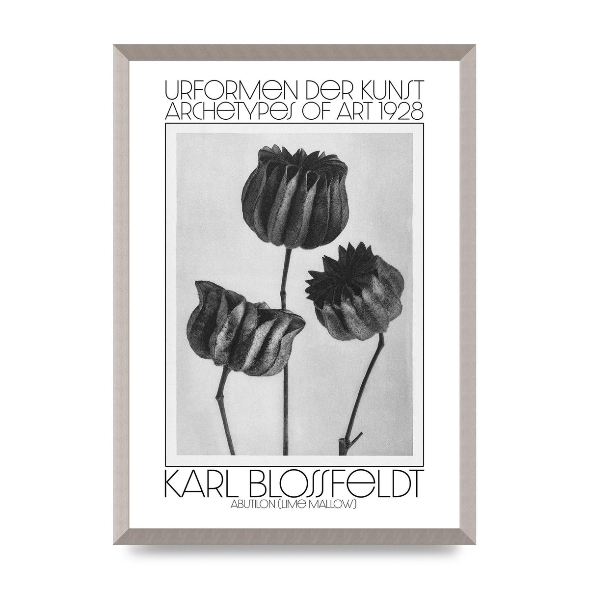 Karl Blossfeldt Urformen Der Kunst 1928 Abutilon Lime Mallow Printed Poster - A2 framed