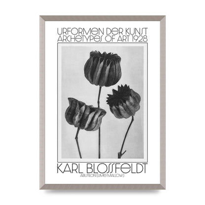 Karl Blossfeldt Urformen Der Kunst 1928 Abutilon Lime Mallow Printed Poster - A2 framed
