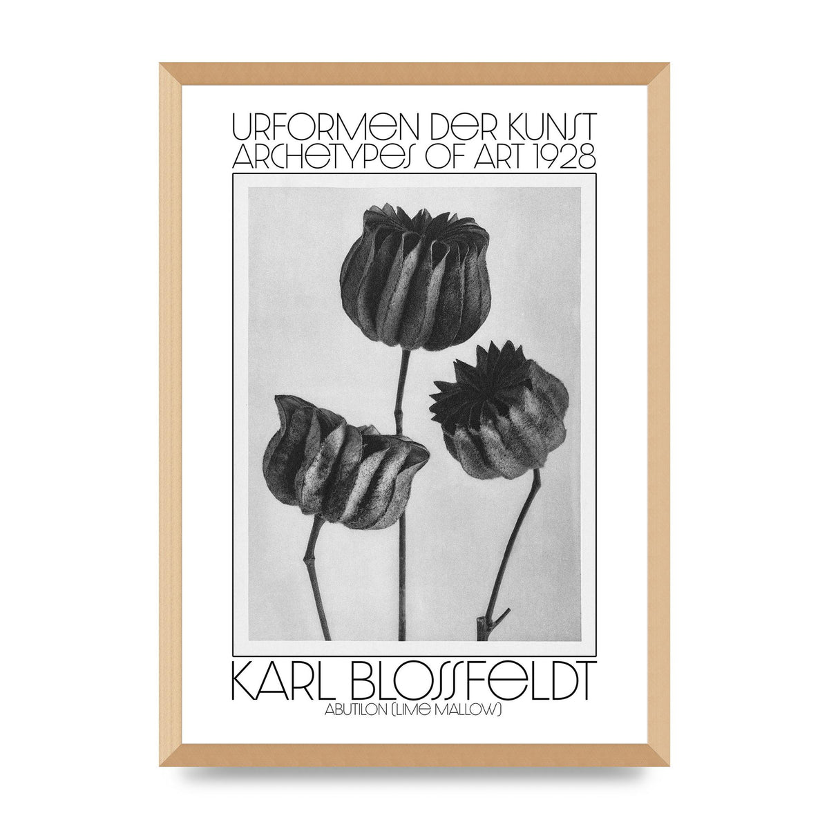 Karl Blossfeldt Urformen Der Kunst 1928 Abutilon Lime Mallow Printed Poster - A2 framed