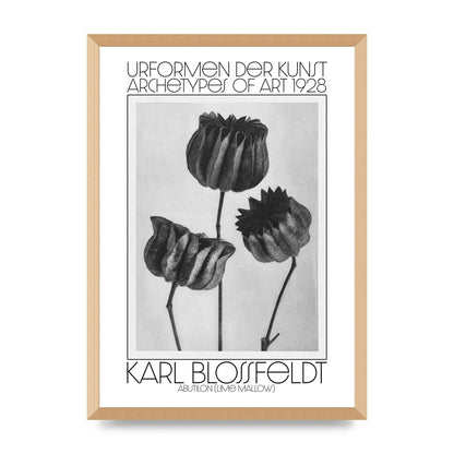 Karl Blossfeldt Urformen Der Kunst 1928 Abutilon Lime Mallow Printed Poster - A2 framed