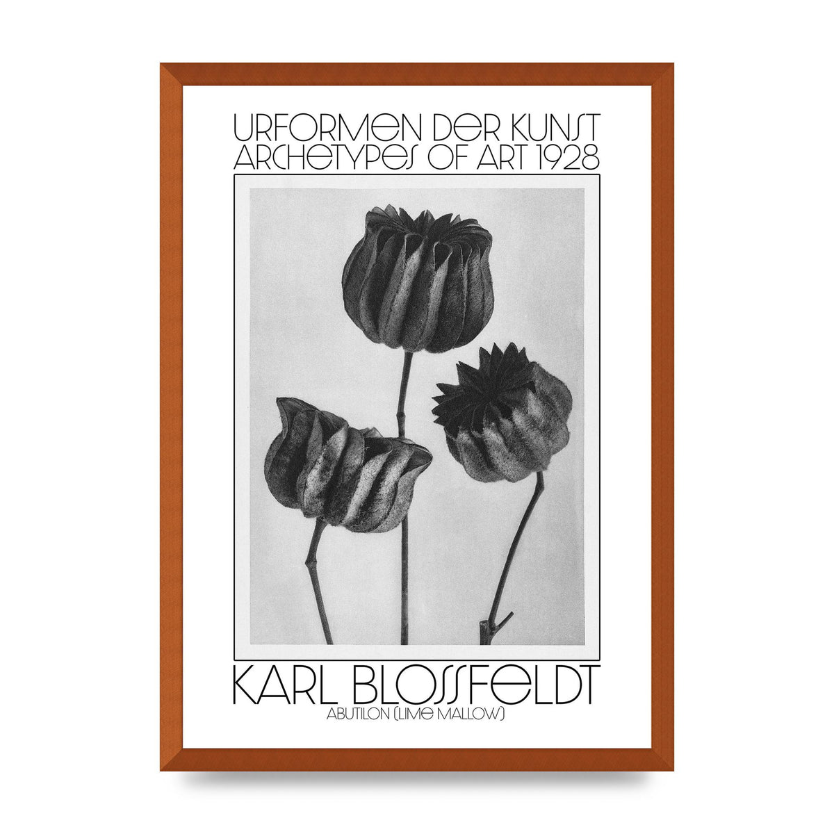 Karl Blossfeldt Urformen Der Kunst 1928 Abutilon Lime Mallow Printed Poster - A2 framed