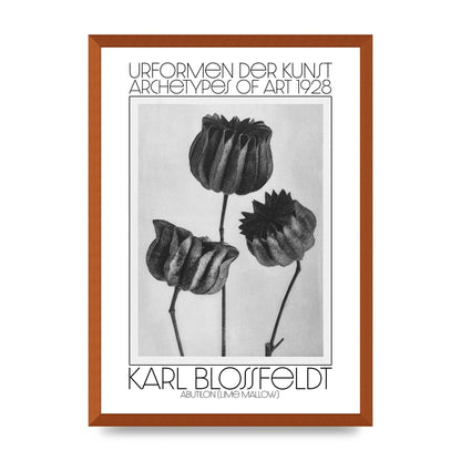 Karl Blossfeldt Urformen Der Kunst 1928 Abutilon Lime Mallow Printed Poster - A2 framed