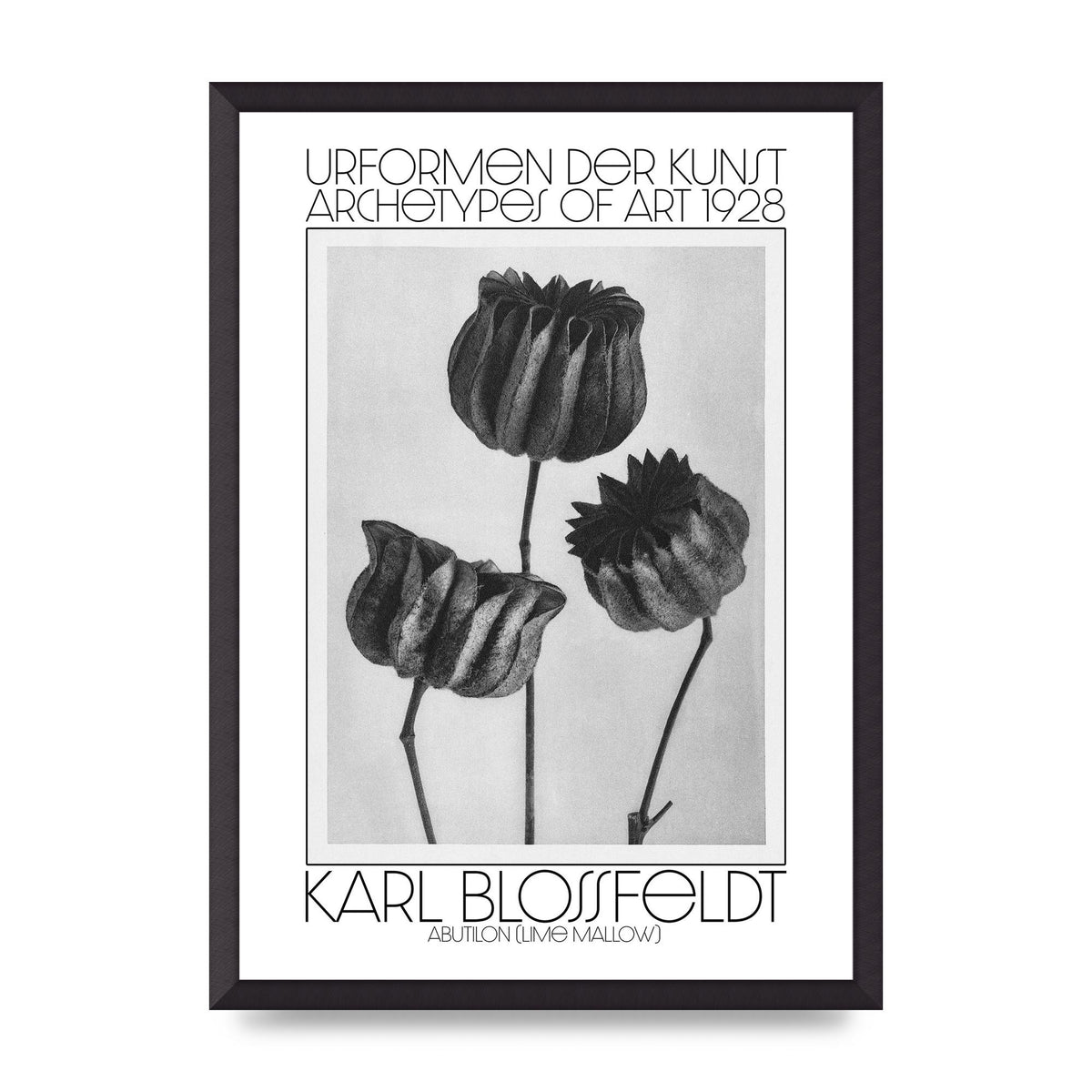 Karl Blossfeldt Urformen Der Kunst 1928 Abutilon Lime Mallow Printed Poster - A2 framed