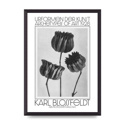 Karl Blossfeldt Urformen Der Kunst 1928 Abutilon Lime Mallow Printed Poster - A2 framed