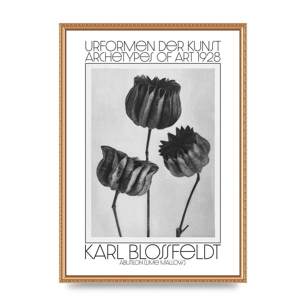 Karl Blossfeldt Urformen Der Kunst 1928 Abutilon Lime Mallow Printed Poster - A2 framed