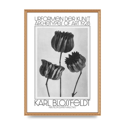 Karl Blossfeldt Urformen Der Kunst 1928 Abutilon Lime Mallow Printed Poster - A2 framed