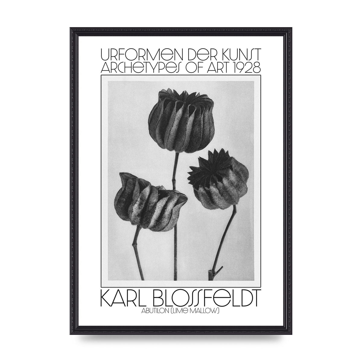 Karl Blossfeldt Urformen Der Kunst 1928 Abutilon Lime Mallow Printed Poster - A2 framed