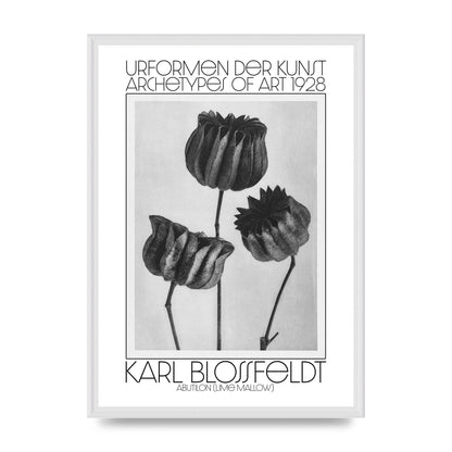 Karl Blossfeldt Urformen Der Kunst 1928 Abutilon Lime Mallow Printed Poster - A2 framed