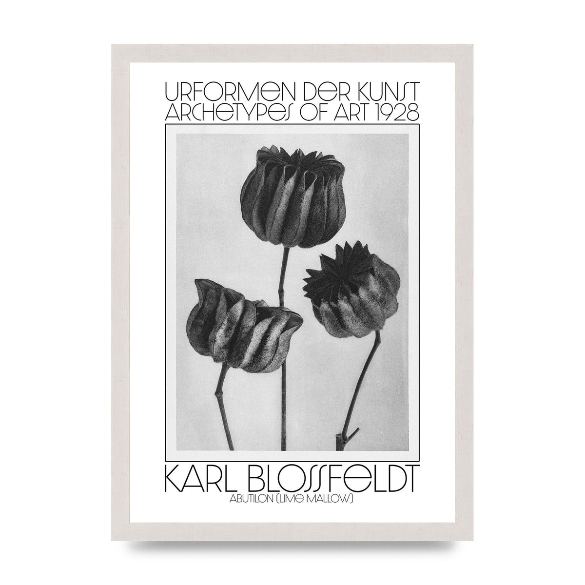 Karl Blossfeldt Urformen Der Kunst 1928 Abutilon Lime Mallow Printed Poster - A3 framed