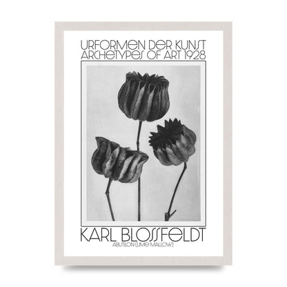 Karl Blossfeldt Urformen Der Kunst 1928 Abutilon Lime Mallow Printed Poster - A3 framed