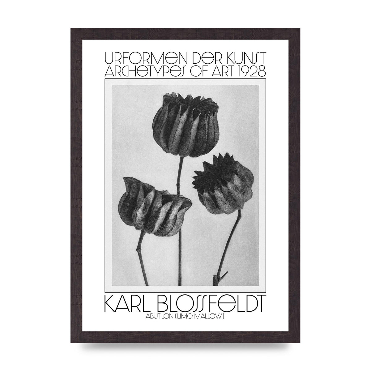 Karl Blossfeldt Urformen Der Kunst 1928 Abutilon Lime Mallow Printed Poster - A3 framed