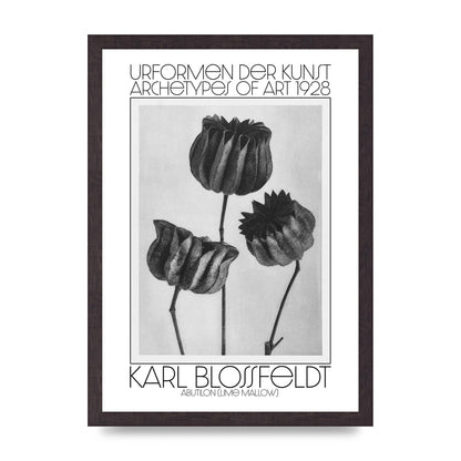 Karl Blossfeldt Urformen Der Kunst 1928 Abutilon Lime Mallow Printed Poster - A3 framed