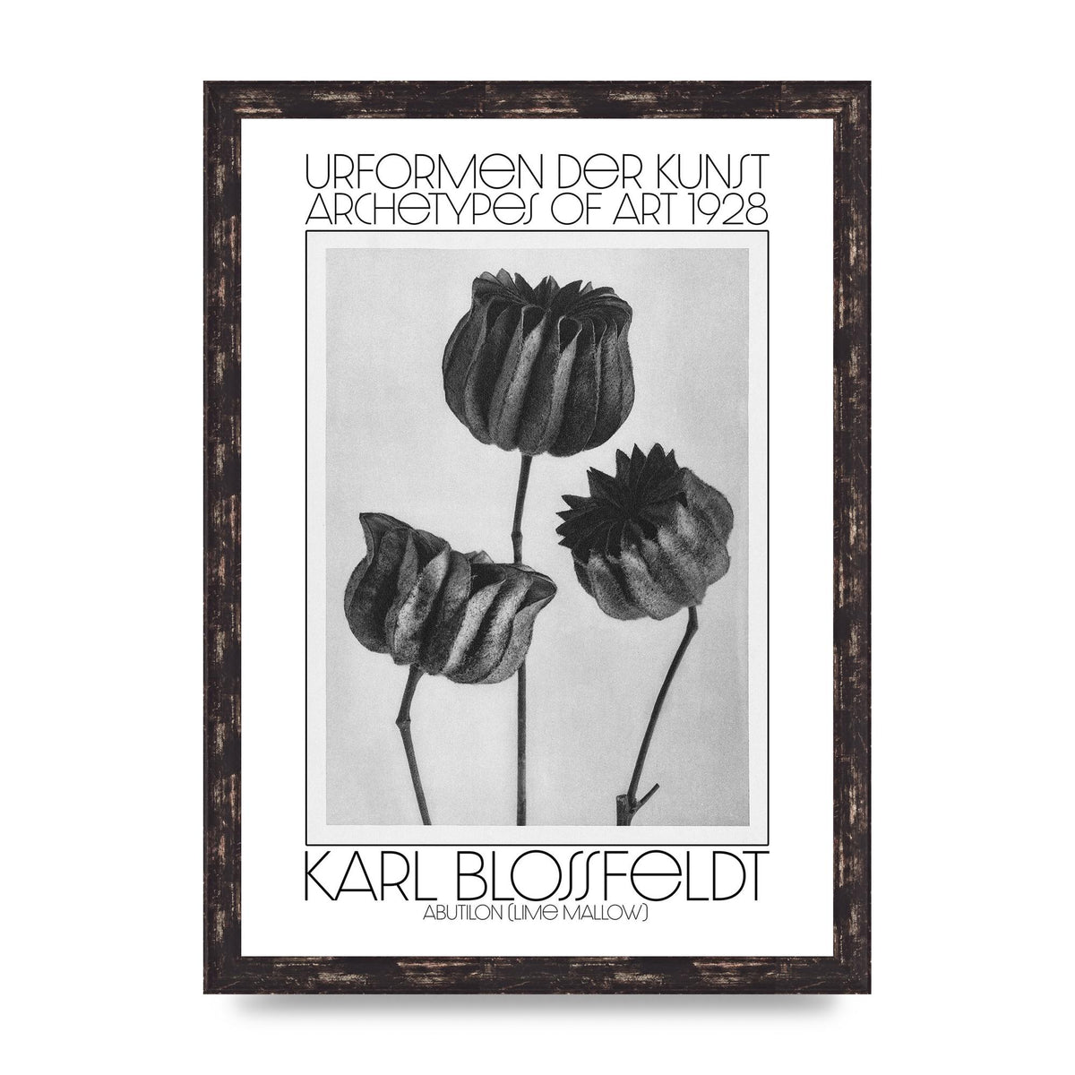 Karl Blossfeldt Urformen Der Kunst 1928 Abutilon Lime Mallow Printed Poster - A3 framed
