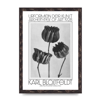 Karl Blossfeldt Urformen Der Kunst 1928 Abutilon Lime Mallow Printed Poster - A3 framed