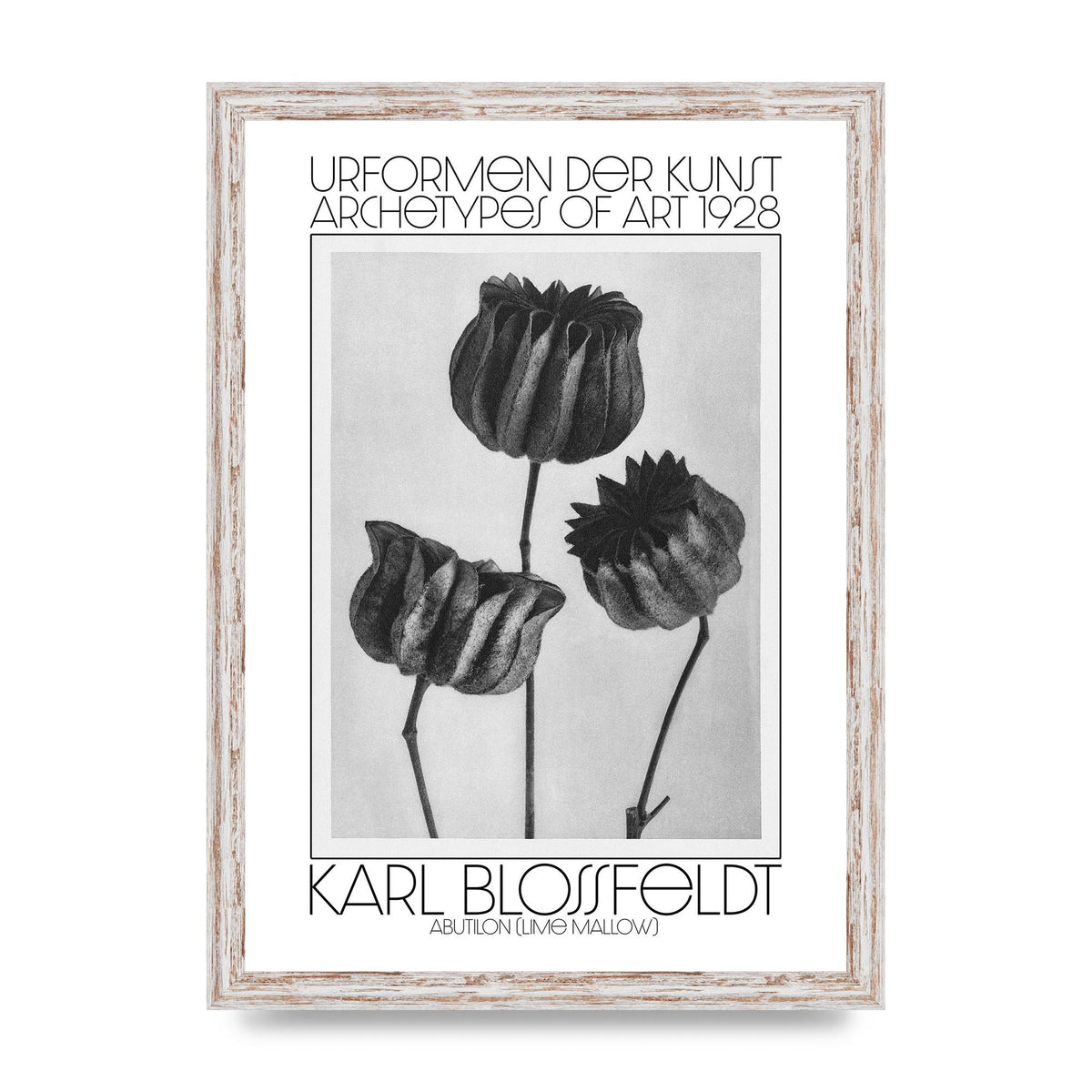 Karl Blossfeldt Urformen Der Kunst 1928 Abutilon Lime Mallow Printed Poster - A3 framed