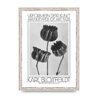 Karl Blossfeldt Urformen Der Kunst 1928 Abutilon Lime Mallow Printed Poster - A3 framed