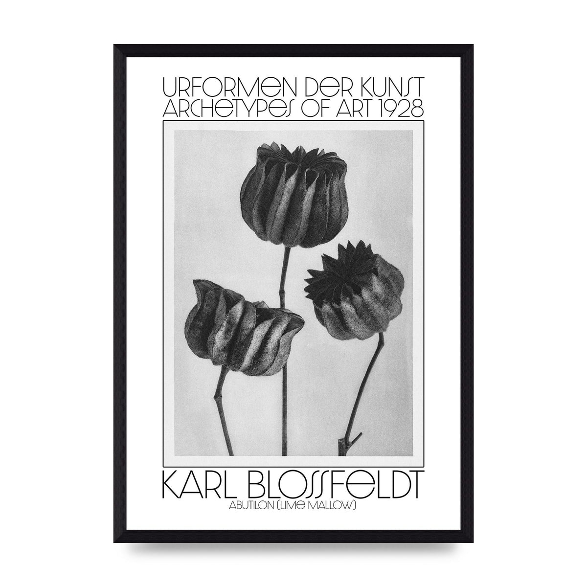Karl Blossfeldt Urformen Der Kunst 1928 Abutilon Lime Mallow Printed Poster - A3 framed