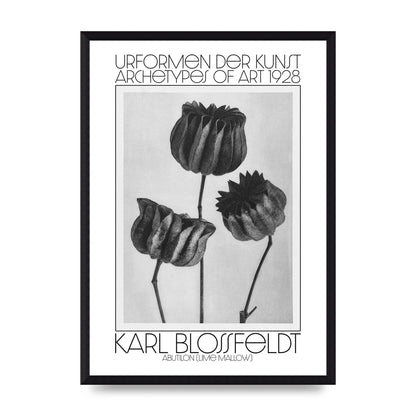 Karl Blossfeldt Urformen Der Kunst 1928 Abutilon Lime Mallow Printed Poster - A3 framed