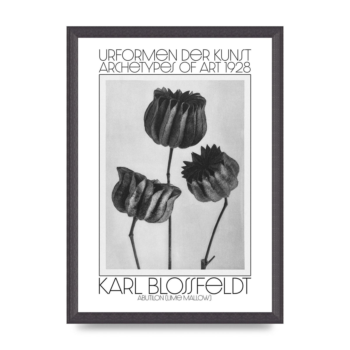 Karl Blossfeldt Urformen Der Kunst 1928 Abutilon Lime Mallow Printed Poster - A3 framed