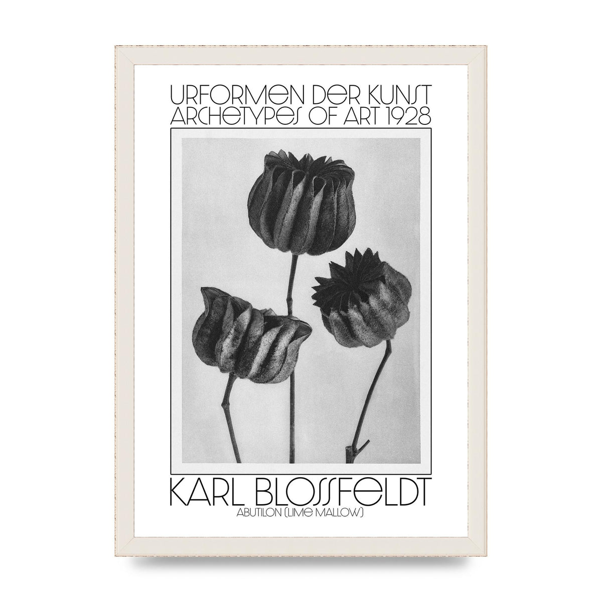Karl Blossfeldt Urformen Der Kunst 1928 Abutilon Lime Mallow Printed Poster - A3 framed