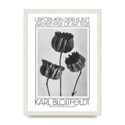 Karl Blossfeldt Urformen Der Kunst 1928 Abutilon Lime Mallow Printed Poster - A3 framed