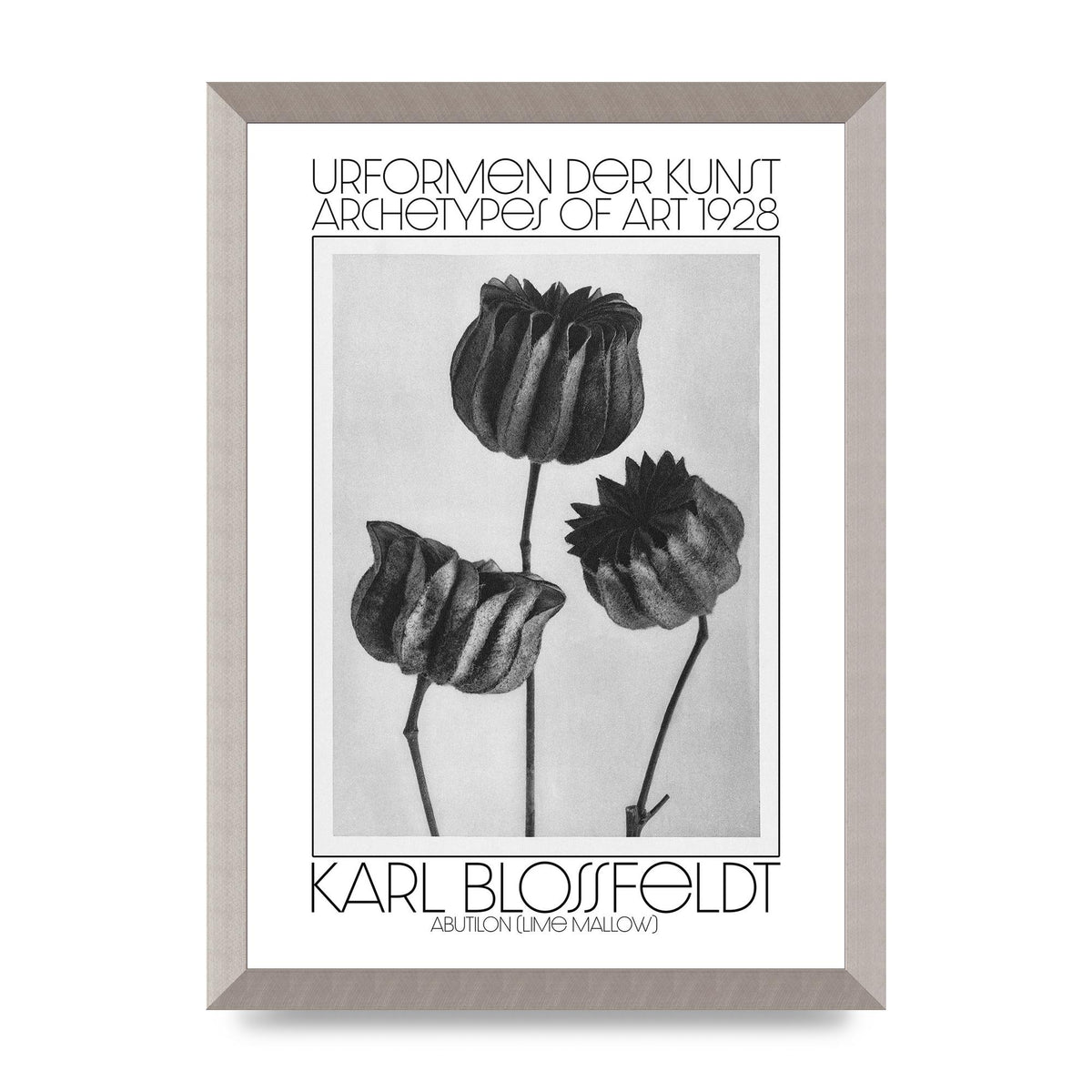 Karl Blossfeldt Urformen Der Kunst 1928 Abutilon Lime Mallow Printed Poster - A3 framed