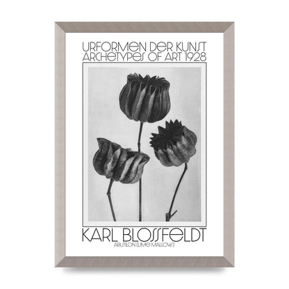 Karl Blossfeldt Urformen Der Kunst 1928 Abutilon Lime Mallow Printed Poster - A3 framed